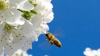 Putting the Farm Bill to Work for Michigan Apple Growers