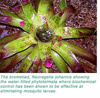 Bromeliad with biochemical control helps eliminate mosqquito larvae