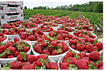 Strawberry Buckets