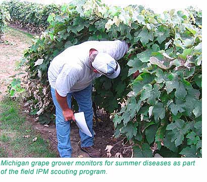 Scouting Grape Vines for Summer Diseases