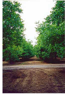 California Orchard