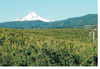 Oregon Mount Hood