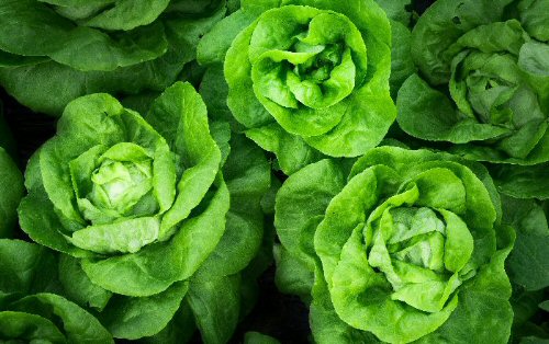 California Lettuce