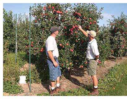 Putting the Farm Bill to Work for Michigan Apple Growers