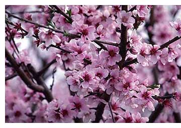 Peach Blossoms