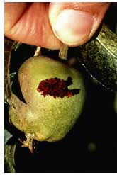 Pear Blemish