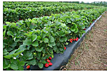 Strawberry Field