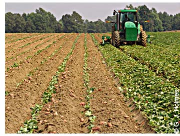 Sweetpotato Field