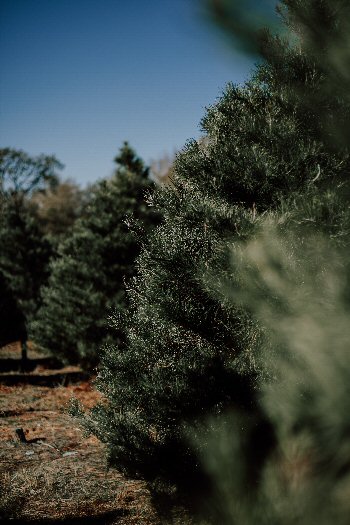 Christmas Tree Farm